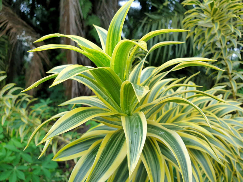 Laceleaf, Bromelia, Jade plant, Peace lily, Devil's ivy, Areca palm, Dracaena, Pleomele, Philodendron martianum, Gerbera daisy, Viper's bowstring hemp, Zanzibar Gem, Philodendron, Lucky bamboo, Elephant's foot, Echeveria elegans, Bromeliads, Chamaedorea elegans