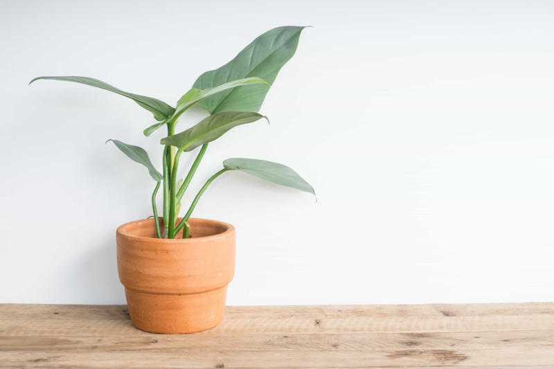 Laceleaf, Bromelia, Jade plant, Peace lily, Devil's ivy, Areca palm, Dracaena, Pleomele, Philodendron martianum, Gerbera daisy, Viper's bowstring hemp, Zanzibar Gem, Philodendron, Lucky bamboo, Elephant's foot, Echeveria elegans, Bromeliads, Chamaedorea elegans