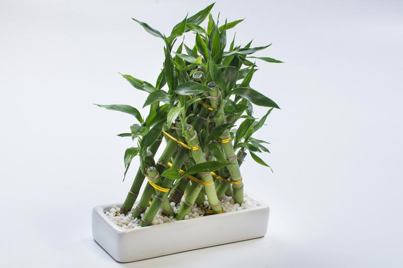 Laceleaf, Bromelia, Jade plant, Peace lily, Devil's ivy, Areca palm, Dracaena, Pleomele, Philodendron martianum, Gerbera daisy, Viper's bowstring hemp, Zanzibar Gem, Philodendron, Lucky bamboo, Elephant's foot, Echeveria elegans, Bromeliads, Chamaedorea elegans