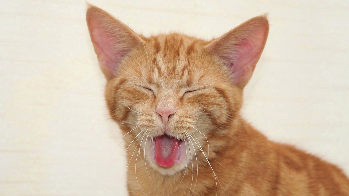 Kneading on you, Bringing you “gifts”, Sleeping close to you, Seeking comfort when scared, Purring during contact, Head-butting you, Meowing for attention, Licking or grooming you