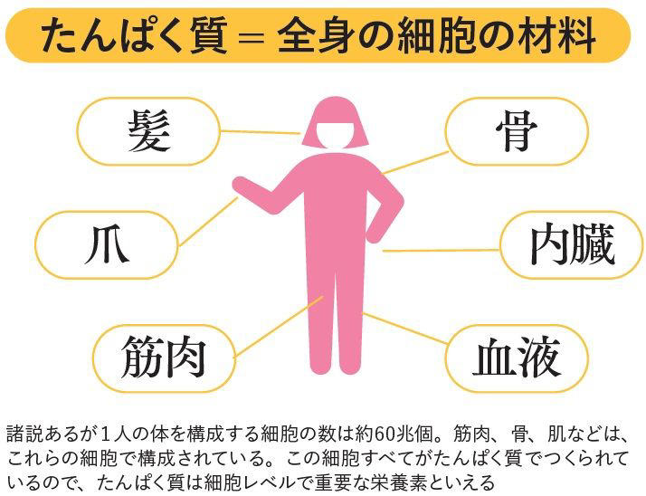 老化・万病・肥満のもと!? たんぱく質不足のリスク, 心の健康、代謝にも影響, あなたは大丈夫？ 日本人にたんぱく質が足りない現実！, 推奨量と目標量の違い