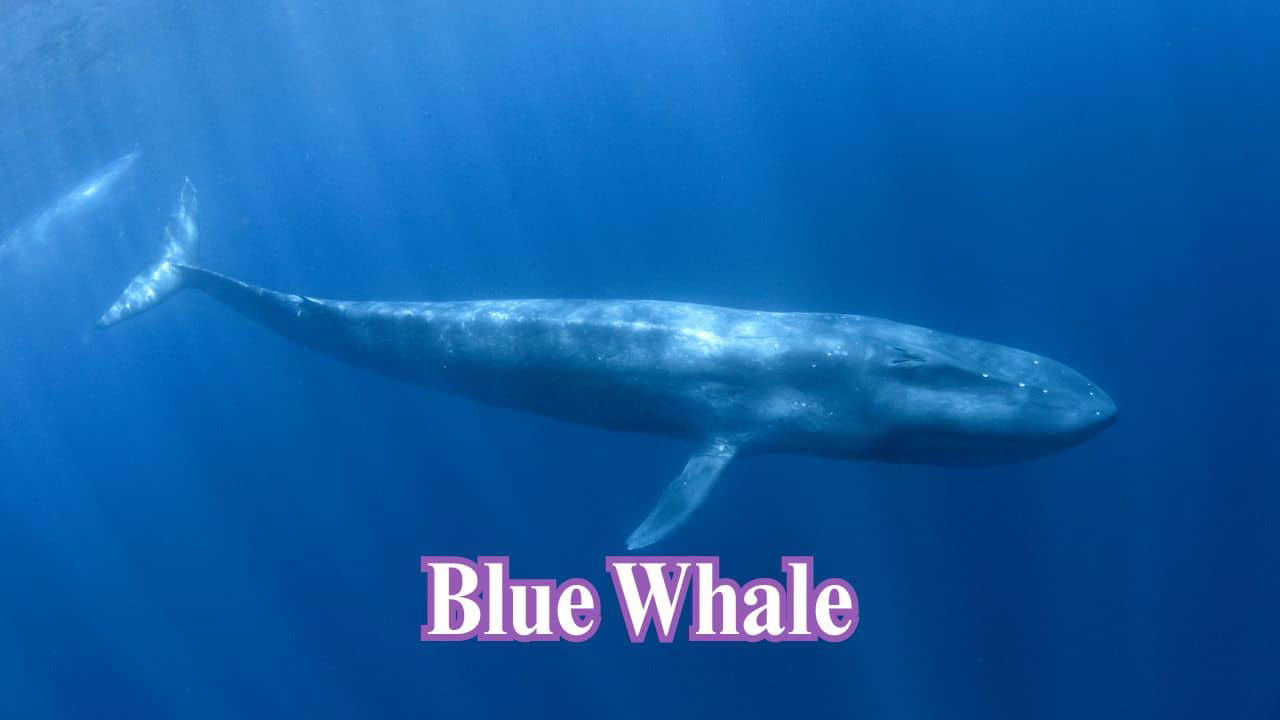 Blue Whale: Though not a land creature, the blue whale is the largest animal ever. It can grow up to 100 feet long and weighs around 200 tonnes. (Image: Canva)