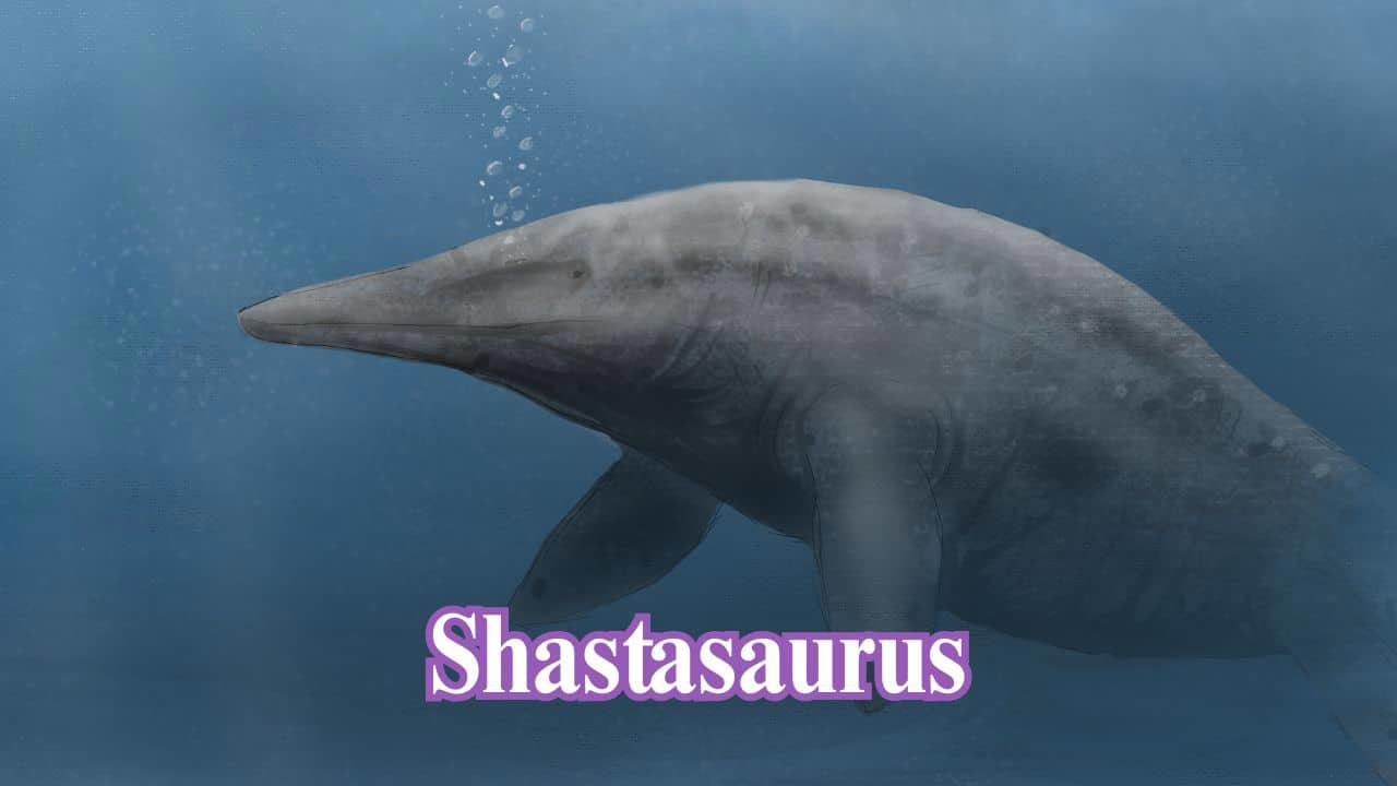 Shastasaurus: This marine reptile wasn't a dinosaur but ruled the oceans. Shastasaurus could grow over 65 feet long and resembled a dolphin-shaped giant ichthyosaur. (Image: Wikimedia Commons)