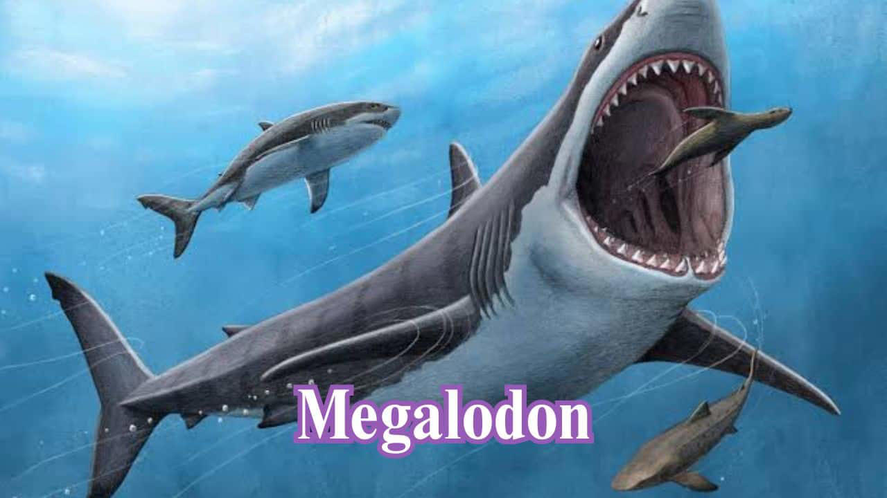 Megalodon: Megalodon was a colossal prehistoric shark, growing up to 60 feet. It had teeth the size of a human hand and preyed on whales. (Image: Reuters)