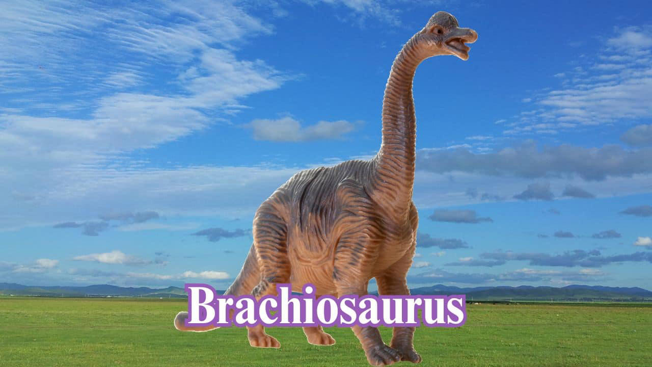 Brachiosaurus: Brachiosaurus stood taller than most dinosaurs, with front legs longer than its hind legs. It reached heights of 40–50 feet and fed on treetop leaves. (Image: Canva)