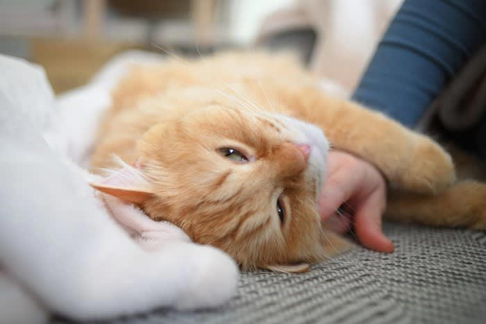1.常に飼い主のそばを離れない, 2.過度なスキンシップを求めてくる, 3.飼い主が構わないと異常行動をとる, 4.飼い主の外出時にパニックを起こす
