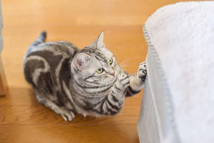 1.常に飼い主のそばを離れない, 2.過度なスキンシップを求めてくる, 3.飼い主が構わないと異常行動をとる, 4.飼い主の外出時にパニックを起こす