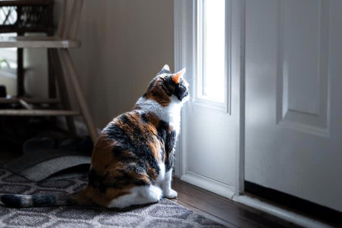 1.常に飼い主のそばを離れない, 2.過度なスキンシップを求めてくる, 3.飼い主が構わないと異常行動をとる, 4.飼い主の外出時にパニックを起こす