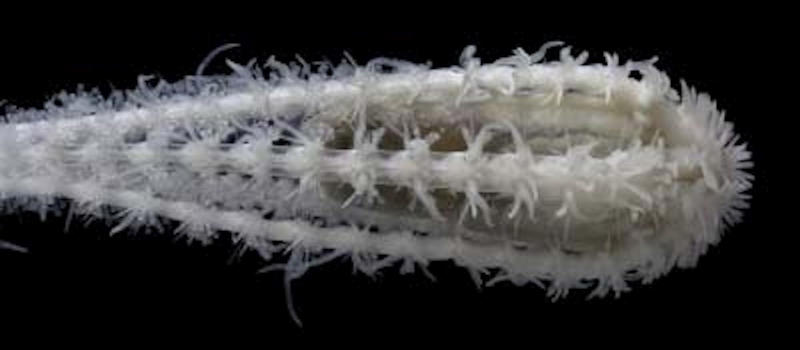 Five arms, no brain, no eyes or heart, Deep-sea lifestyles, How eggs and larvae roam the globe, A patchwork of deep-sea life