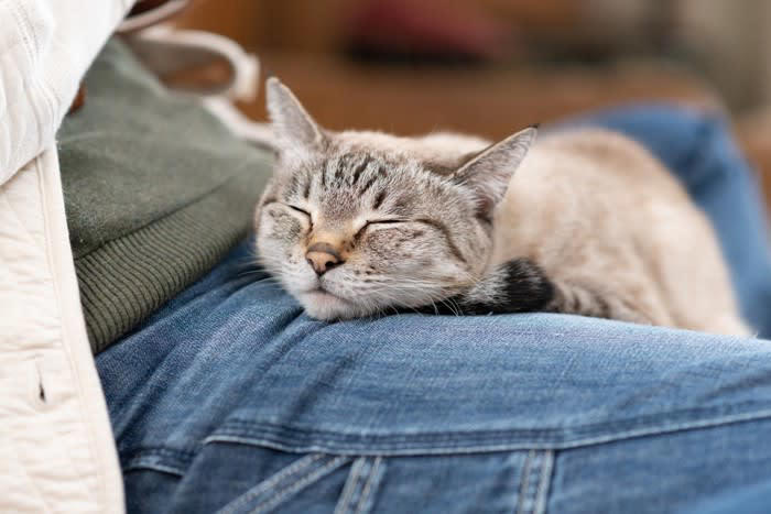 猫が「スリスリ」してきたときの心理5選, 1.愛情表現と親愛の証, 2.マーキング行動, 4.リラックスと安心感, 5.情報収集とあいさつ, 猫が「スリスリ」しないことにも意味がある？, 「スリスリ」されるときの注意点とNG行動