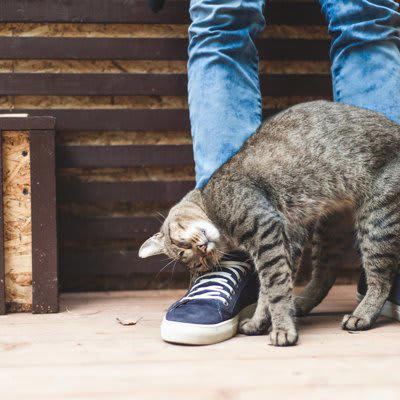 猫が「スリスリ」してきたときの心理5選, 1.愛情表現と親愛の証, 2.マーキング行動, 4.リラックスと安心感, 5.情報収集とあいさつ, 猫が「スリスリ」しないことにも意味がある？, 「スリスリ」されるときの注意点とNG行動