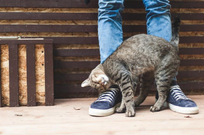 猫が「スリスリ」してきたときの心理5選, 1.愛情表現と親愛の証, 2.マーキング行動, 4.リラックスと安心感, 5.情報収集とあいさつ, 猫が「スリスリ」しないことにも意味がある？, 「スリスリ」されるときの注意点とNG行動