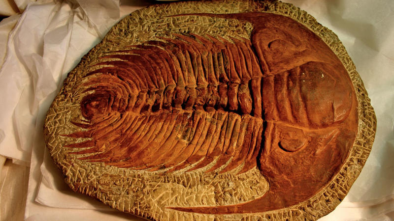 5. Trilobite With Compound Eyes 1. Fossilized Snake With Legs, 2. Lucy: The Walking Hominin, 3. Ichthyosaur Mother And Babies, 4. Tyrannosaurus Rex Skull, 5. Trilobite With Compound Eyes, 6. Mammoth Frozen In Siberian Ice, 7. The Oldest Known Footprints, 8. Velociraptor With A Stab Wound, 9. Fossilized Dinosaur Nest With Eggs, 10. Gigantic Dragonfly Wings, 11. Mosasaurs With Shark-Like Tails, 12. Fossilized Forest In Antarctica, 13. Ammonite With Bite Marks, 14. Crinoids From Ancient Sea Beds, 15. Stegosaurus Brain Cast, 16. Prehistoric Whale With Legs, 17. Insect With A Piece Of Feather, 18. Giant Sloth Claw, 19. Fossilized Feces With Parasites, 20. Preserved Woolly Rhino Skull