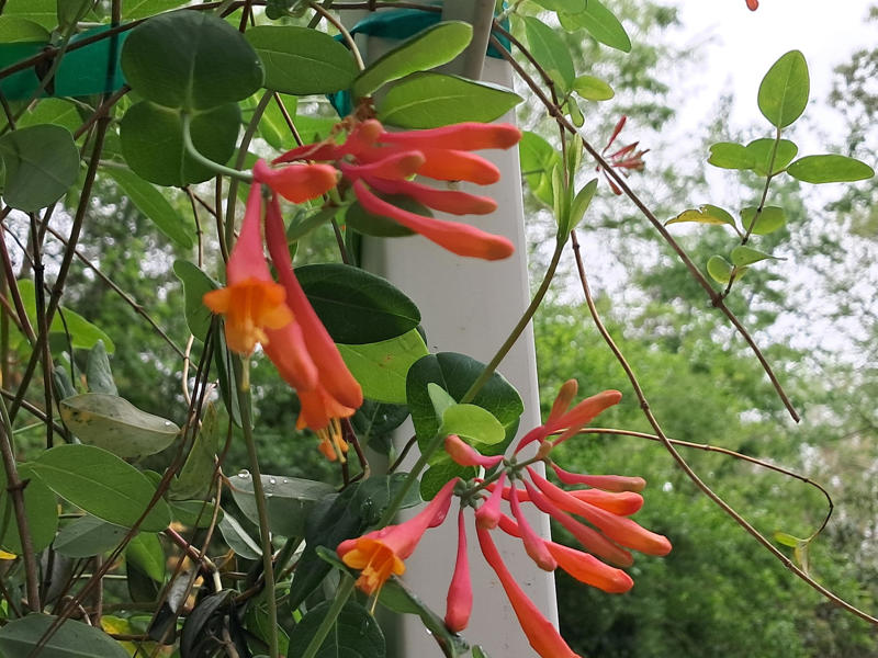 Why plant natives?, How do vines climb?, Training your vines, Passionflower, Coral honeysuckle, Crossvine, Moonflower, Carolina jessamine, American wisteria