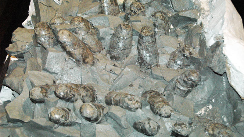 9. Fossilized Dinosaur Nest With Eggs 1. Fossilized Snake With Legs, 2. Lucy: The Walking Hominin, 3. Ichthyosaur Mother And Babies, 4. Tyrannosaurus Rex Skull, 5. Trilobite With Compound Eyes, 6. Mammoth Frozen In Siberian Ice, 7. The Oldest Known Footprints, 8. Velociraptor With A Stab Wound, 9. Fossilized Dinosaur Nest With Eggs, 10. Gigantic Dragonfly Wings, 11. Mosasaurs With Shark-Like Tails, 12. Fossilized Forest In Antarctica, 13. Ammonite With Bite Marks, 14. Crinoids From Ancient Sea Beds, 15. Stegosaurus Brain Cast, 16. Prehistoric Whale With Legs, 17. Insect With A Piece Of Feather, 18. Giant Sloth Claw, 19. Fossilized Feces With Parasites, 20. Preserved Woolly Rhino Skull
