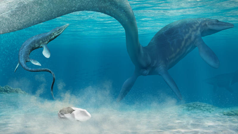 11. Mosasaurs With Shark-Like Tails 1. Fossilized Snake With Legs, 2. Lucy: The Walking Hominin, 3. Ichthyosaur Mother And Babies, 4. Tyrannosaurus Rex Skull, 5. Trilobite With Compound Eyes, 6. Mammoth Frozen In Siberian Ice, 7. The Oldest Known Footprints, 8. Velociraptor With A Stab Wound, 9. Fossilized Dinosaur Nest With Eggs, 10. Gigantic Dragonfly Wings, 11. Mosasaurs With Shark-Like Tails, 12. Fossilized Forest In Antarctica, 13. Ammonite With Bite Marks, 14. Crinoids From Ancient Sea Beds, 15. Stegosaurus Brain Cast, 16. Prehistoric Whale With Legs, 17. Insect With A Piece Of Feather, 18. Giant Sloth Claw, 19. Fossilized Feces With Parasites, 20. Preserved Woolly Rhino Skull