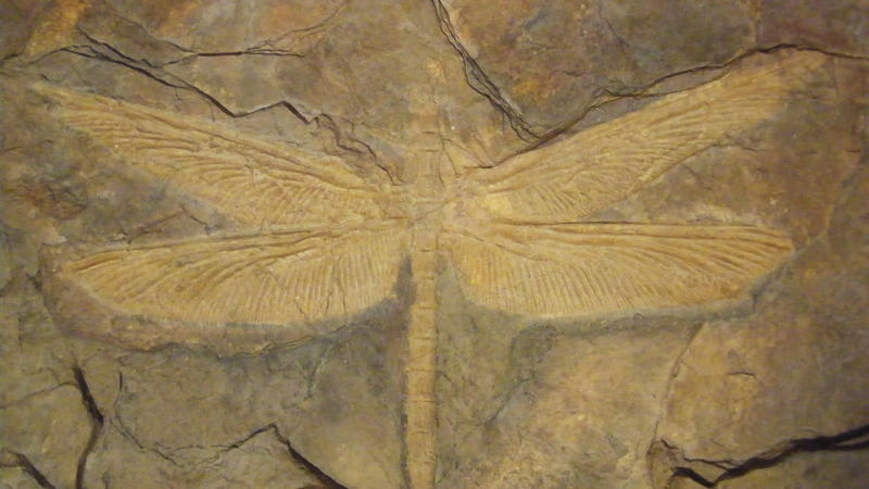 10. Gigantic Dragonfly Wings 1. Fossilized Snake With Legs, 2. Lucy: The Walking Hominin, 3. Ichthyosaur Mother And Babies, 4. Tyrannosaurus Rex Skull, 5. Trilobite With Compound Eyes, 6. Mammoth Frozen In Siberian Ice, 7. The Oldest Known Footprints, 8. Velociraptor With A Stab Wound, 9. Fossilized Dinosaur Nest With Eggs, 10. Gigantic Dragonfly Wings, 11. Mosasaurs With Shark-Like Tails, 12. Fossilized Forest In Antarctica, 13. Ammonite With Bite Marks, 14. Crinoids From Ancient Sea Beds, 15. Stegosaurus Brain Cast, 16. Prehistoric Whale With Legs, 17. Insect With A Piece Of Feather, 18. Giant Sloth Claw, 19. Fossilized Feces With Parasites, 20. Preserved Woolly Rhino Skull