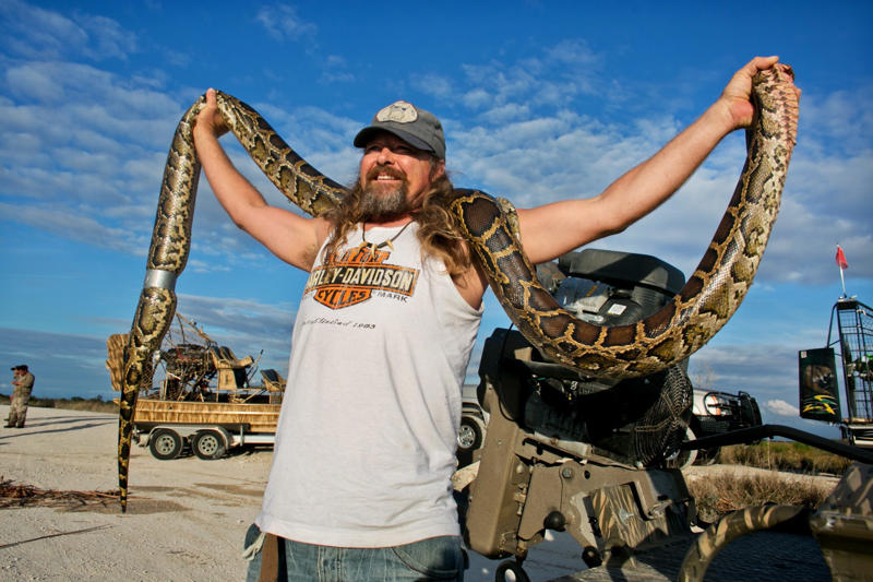 See some of the biggest invasive pythons caught during Florida's annual snake hunt