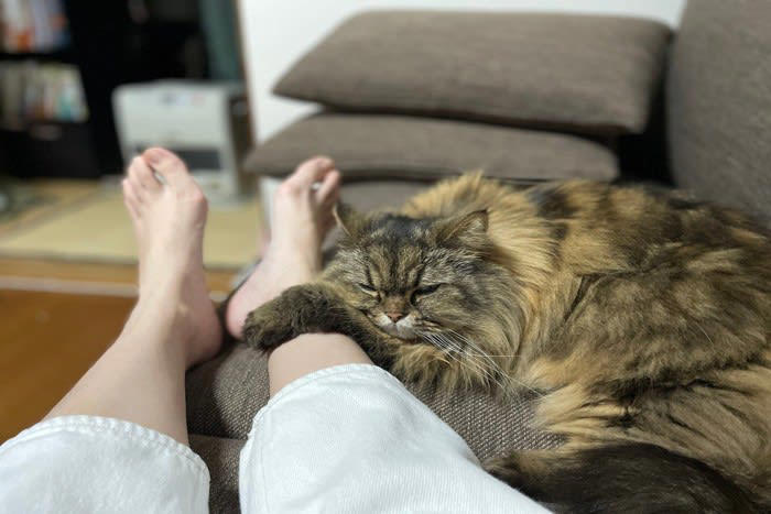 1.常に飼い主のそばを離れない, 2.過度なスキンシップを求めてくる, 3.飼い主が構わないと異常行動をとる, 4.飼い主の外出時にパニックを起こす