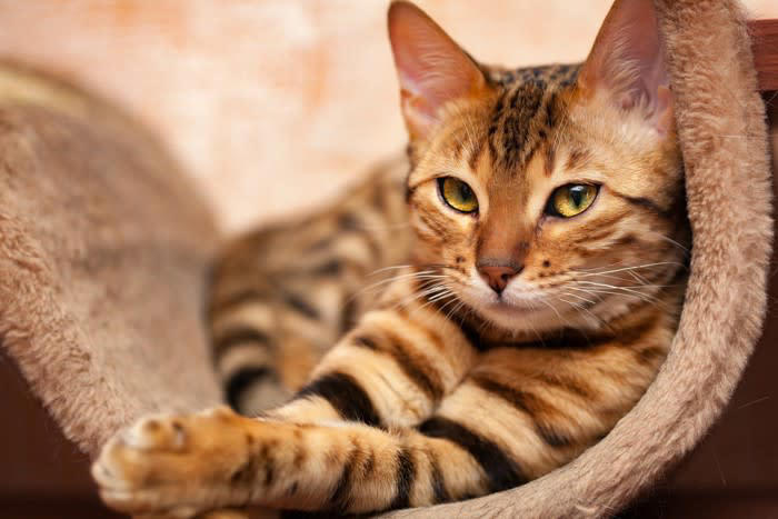 1.常に飼い主のそばを離れない, 2.過度なスキンシップを求めてくる, 3.飼い主が構わないと異常行動をとる, 4.飼い主の外出時にパニックを起こす
