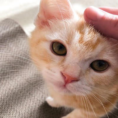 1.常に飼い主のそばを離れない, 2.過度なスキンシップを求めてくる, 3.飼い主が構わないと異常行動をとる, 4.飼い主の外出時にパニックを起こす