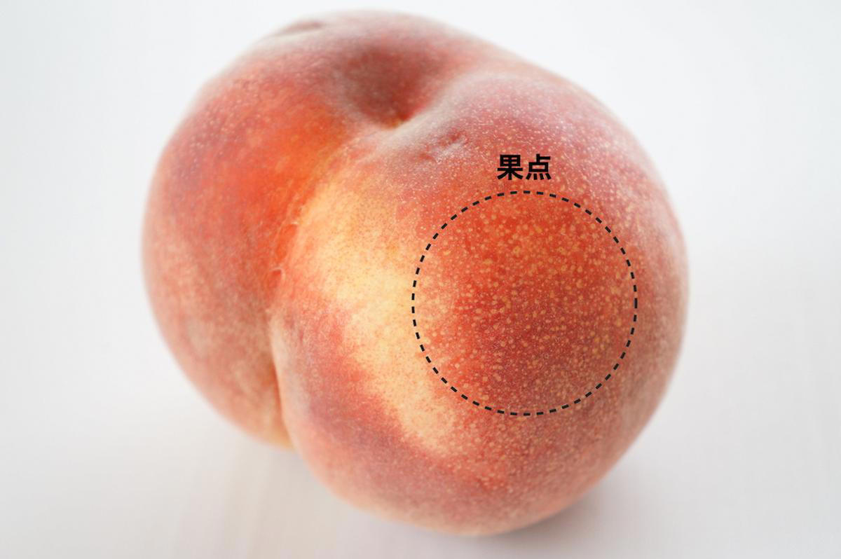 おいしい桃の「形」と「大きさ」って？, 「白い斑点」が甘みのサイン！, 桃の色は、甘さに関係ない!?, 桃がおいしくなる冷やし方, それでもハズレれてしまった場合は…, 桃の旬ならではのおいしさを楽しもう！
