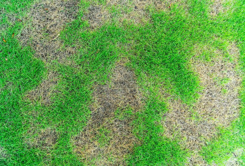 Does Every Lawn Need to Be Fertilized? , How Often Should I Fertilize My Lawn?, Is There a Wrong Time to Fertilize My Lawn?, What Are the Risks of Over-Fertilizing?, How to Ensure Even Fertilization, What Is the Best Kind of Fertilizer? , Should I Do a Soil Test Before Fertilizing? , Other Fertilizing Tips