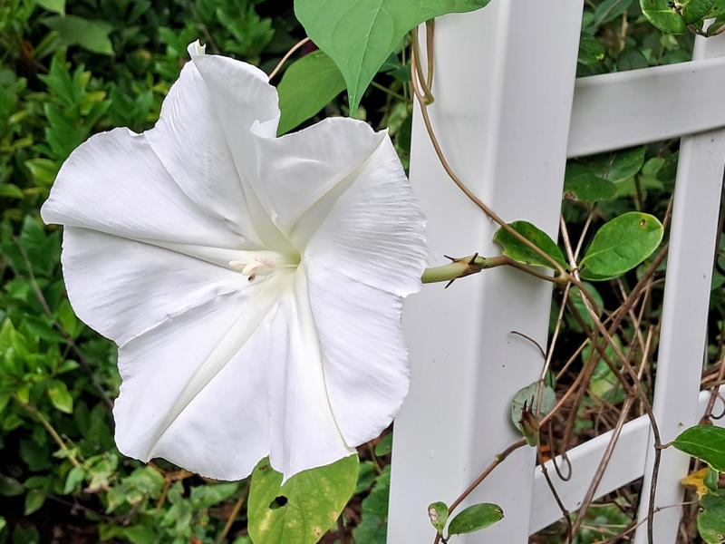 Why plant natives?, How do vines climb?, Training your vines, Passionflower, Coral honeysuckle, Crossvine, Moonflower, Carolina jessamine, American wisteria