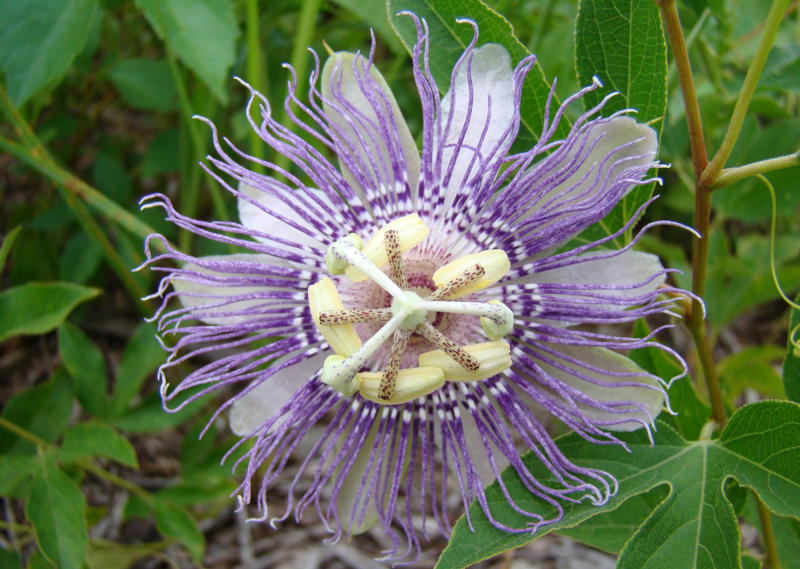 Why plant natives?, How do vines climb?, Training your vines, Passionflower, Coral honeysuckle, Crossvine, Moonflower, Carolina jessamine, American wisteria