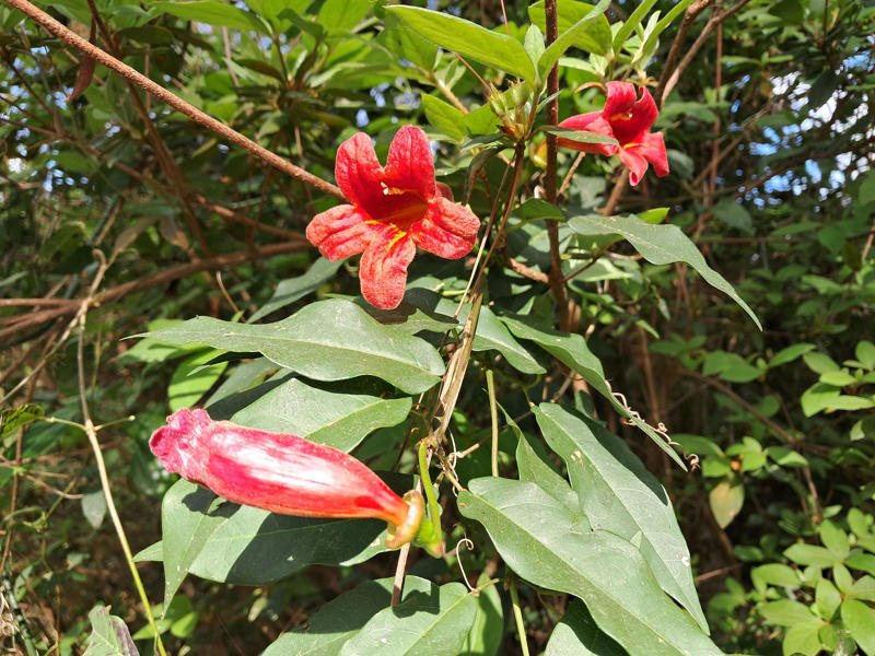 Why plant natives?, How do vines climb?, Training your vines, Passionflower, Coral honeysuckle, Crossvine, Moonflower, Carolina jessamine, American wisteria