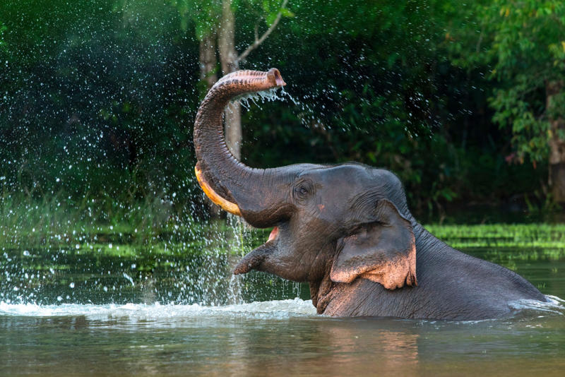 Ways animals cool themselves off Ways animals cool themselves off, Gular fluttering, Sweating, Wallowing, Salivation, Tree-hugging, Estivation, Splooting