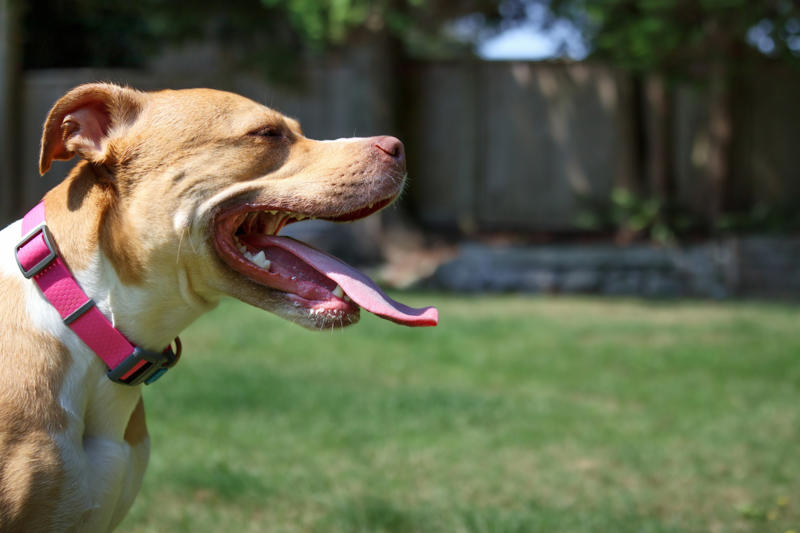 Panting Ways animals cool themselves off, Gular fluttering, Sweating, Wallowing, Salivation, Tree-hugging, Estivation, Splooting