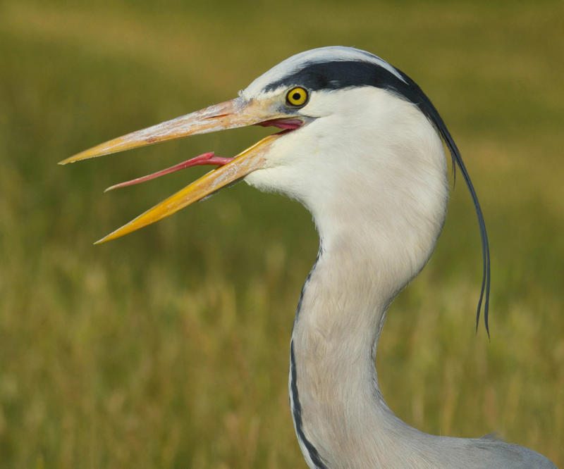 Gular fluttering Ways animals cool themselves off, Gular fluttering, Sweating, Wallowing, Salivation, Tree-hugging, Estivation, Splooting