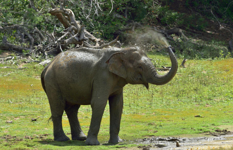 Ears Ways animals cool themselves off, Gular fluttering, Sweating, Wallowing, Salivation, Tree-hugging, Estivation, Splooting