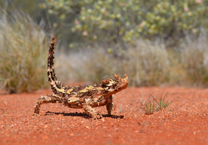Skin Ways animals cool themselves off, Gular fluttering, Sweating, Wallowing, Salivation, Tree-hugging, Estivation, Splooting