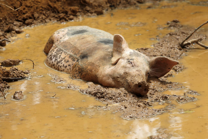 Wallowing Ways animals cool themselves off, Gular fluttering, Sweating, Wallowing, Salivation, Tree-hugging, Estivation, Splooting