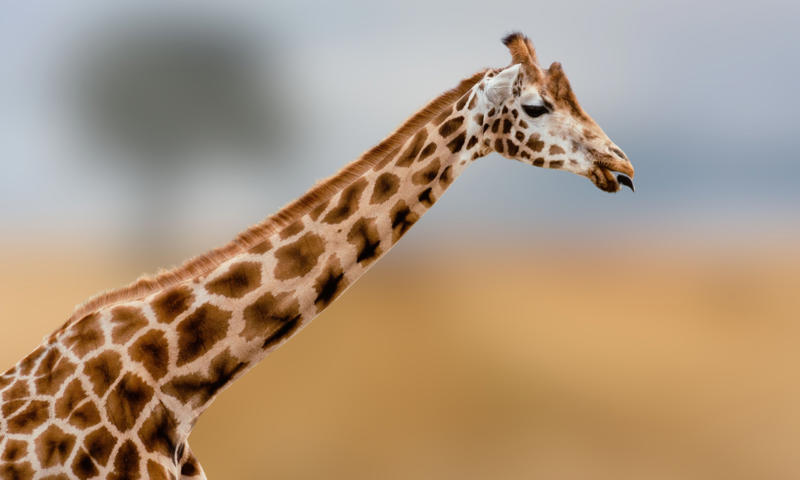 Skin Ways animals cool themselves off, Gular fluttering, Sweating, Wallowing, Salivation, Tree-hugging, Estivation, Splooting