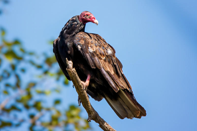 Peeing Ways animals cool themselves off, Gular fluttering, Sweating, Wallowing, Salivation, Tree-hugging, Estivation, Splooting