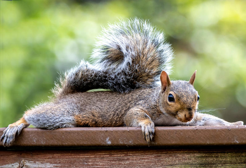 Splooting Ways animals cool themselves off, Gular fluttering, Sweating, Wallowing, Salivation, Tree-hugging, Estivation, Splooting