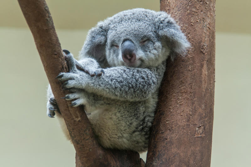 Tree-hugging Ways animals cool themselves off, Gular fluttering, Sweating, Wallowing, Salivation, Tree-hugging, Estivation, Splooting