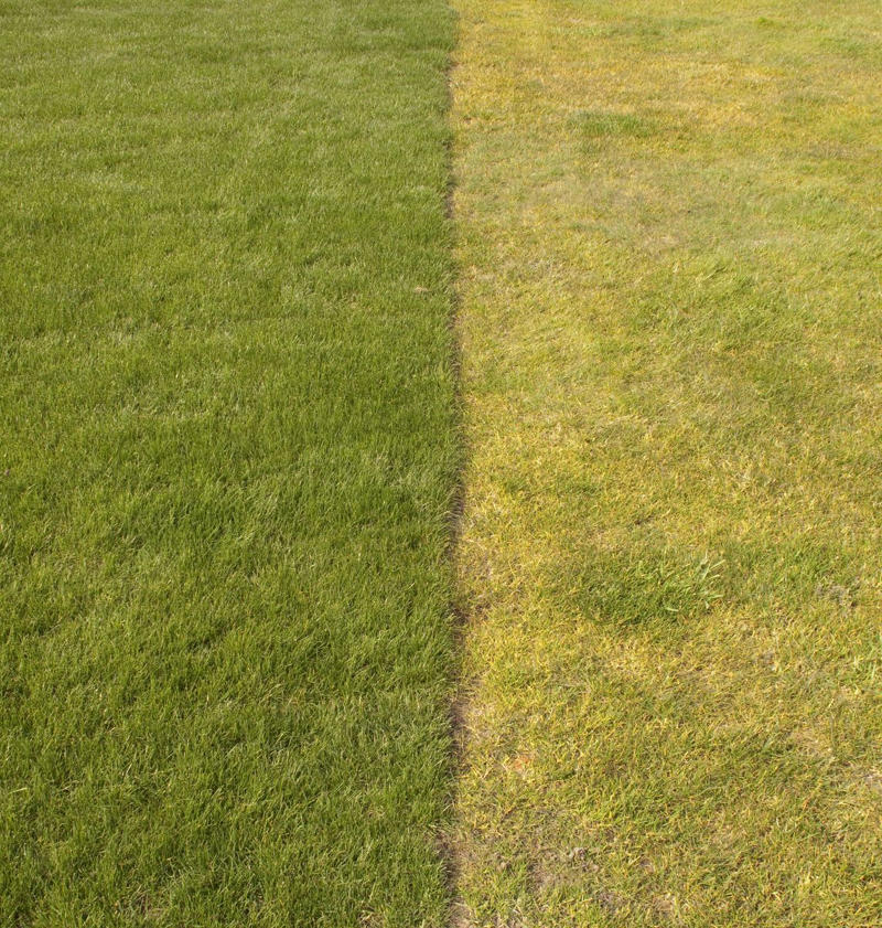 Does Every Lawn Need to Be Fertilized? , How Often Should I Fertilize My Lawn?, Is There a Wrong Time to Fertilize My Lawn?, What Are the Risks of Over-Fertilizing?, How to Ensure Even Fertilization, What Is the Best Kind of Fertilizer? , Should I Do a Soil Test Before Fertilizing? , Other Fertilizing Tips