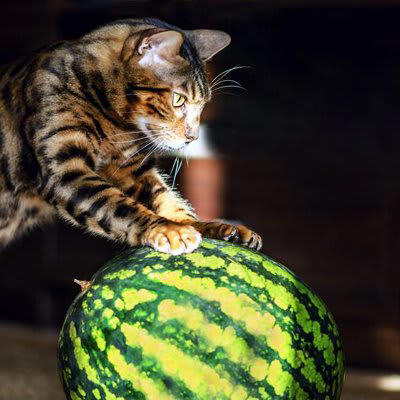 猫に「スイカ」を与えるメリット3選, 1.優れた水分補給源, 2.豊富な栄養素, 3.低カロリーでヘルシーなおやつ, 猫に「スイカ」を与えるときの注意点, 種と皮を取り除く, 与える量に気を付ける, アレルギーの可能性を考慮する