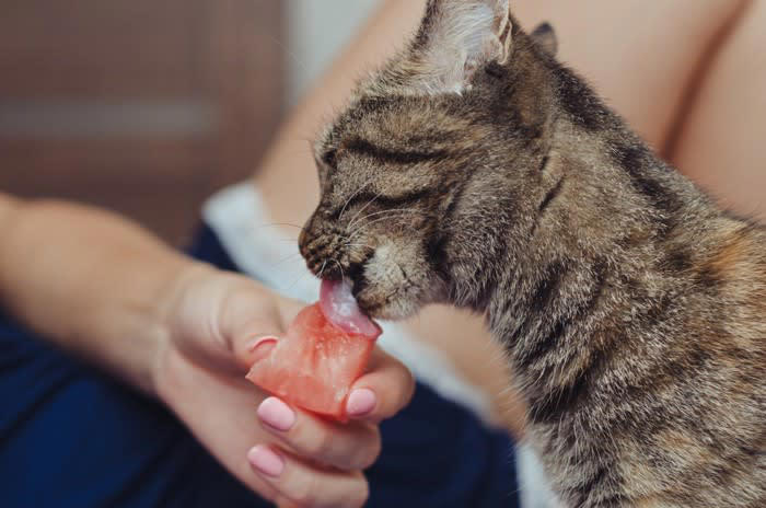 猫に「スイカ」を与えるメリット3選, 1.優れた水分補給源, 2.豊富な栄養素, 3.低カロリーでヘルシーなおやつ, 猫に「スイカ」を与えるときの注意点, 種と皮を取り除く, 与える量に気を付ける, アレルギーの可能性を考慮する
