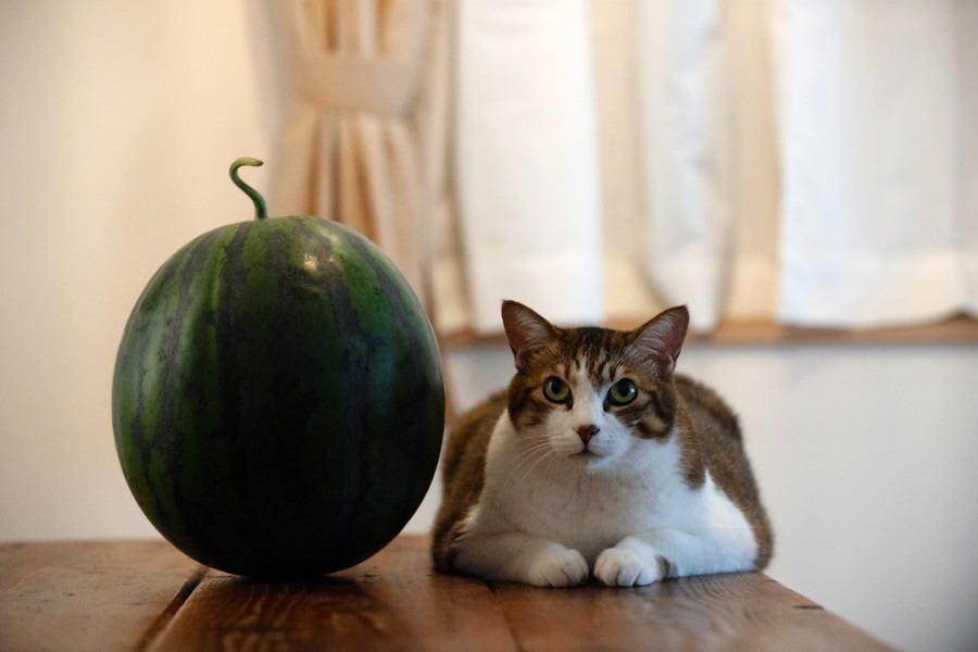猫に「スイカ」を与えるメリット3選, 1.優れた水分補給源, 2.豊富な栄養素, 3.低カロリーでヘルシーなおやつ, 猫に「スイカ」を与えるときの注意点, 種と皮を取り除く, 与える量に気を付ける, アレルギーの可能性を考慮する