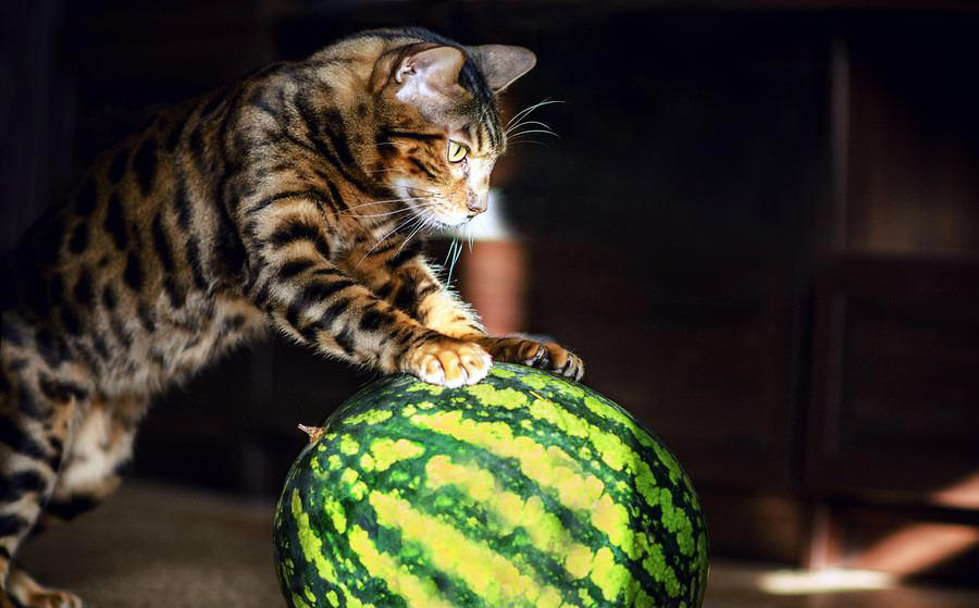 猫に「スイカ」を与えるメリット3選, 1.優れた水分補給源, 2.豊富な栄養素, 3.低カロリーでヘルシーなおやつ, 猫に「スイカ」を与えるときの注意点, 種と皮を取り除く, 与える量に気を付ける, アレルギーの可能性を考慮する