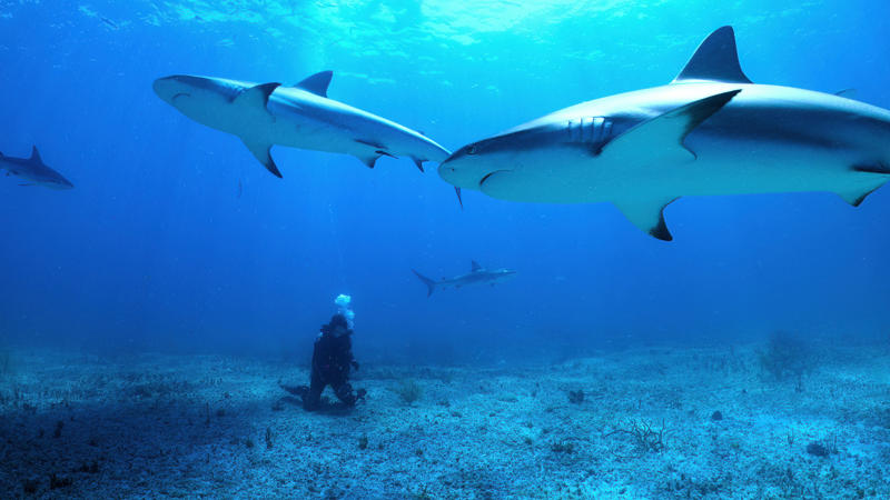 All the Sharks (July 4 - Netflix) Great new series on streaming, Leanne (July 31 - Netflix), Ballard (July 9 - Prime Video), Amy Bradley Is Missing (July 16 - Netflix), Attack on London: Hunting the 7/7 Bombers (July 1 - Netflix), The Sandman, S2 (July 3 - Netflix), Under a Dark Sun / Qui sème le vent (July 9 - Netflix), All the Sharks (July 4 - Netflix), Jogo Cruzado (July 9 - Disney+), The Wild Ones (July 11 - Apple TV+), Furia (July 11 - HBO Max), Foundation, S3 (July 11 - Apple TV+), The Institute (July 14 - HBO Max), Critical: Between Life and Death (July 23 - Netflix), Washington Black (July 23 - Disney+)