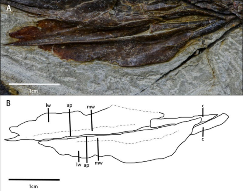 Dinosaur voice box fossil reveals what they sounded like – 150,000,000 years ago
