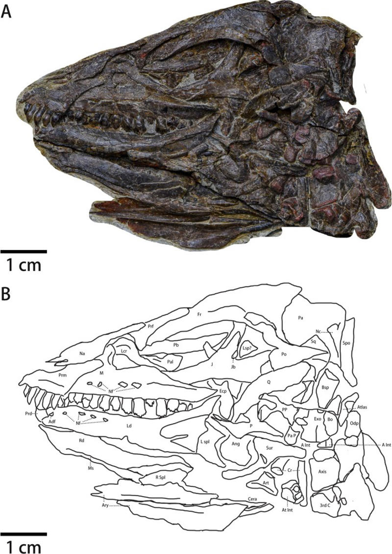 Dinosaur voice box fossil reveals what they sounded like – 150,000,000 years ago