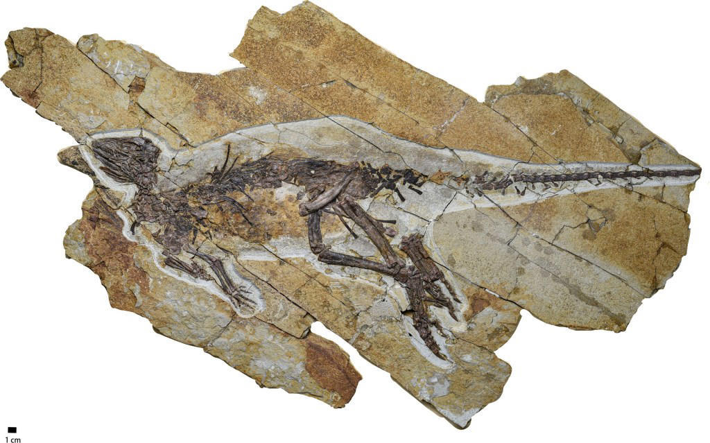 Dinosaur voice box fossil reveals what they sounded like – 150,000,000 years ago