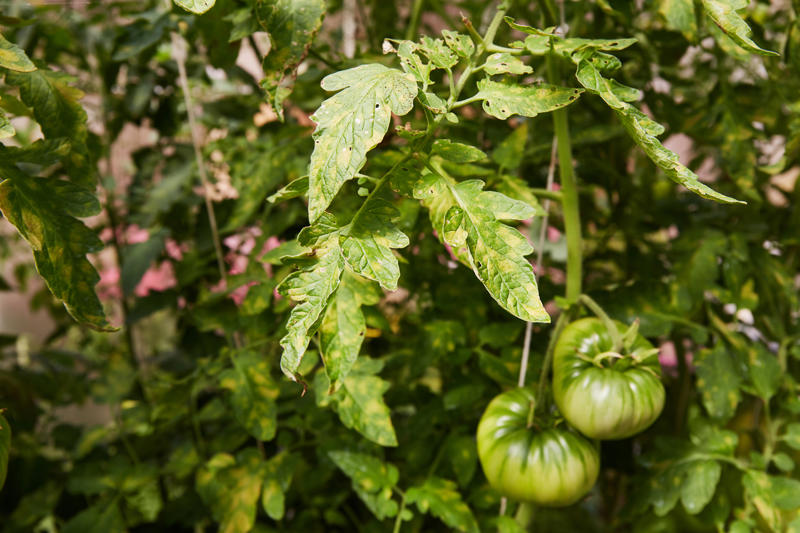 1. Fungus , 2. Mineral deficiency , 3. Hungry (and thirsty) plants , 4. Insufficient support , 5. Big bugs